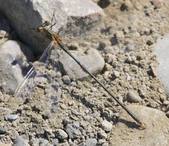 Lestes vigilax
