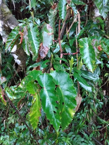 Begonia angularis, photograph 5