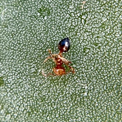 Crematogaster laeviuscula