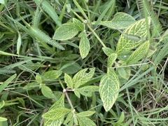 Alternanthera ficoidea