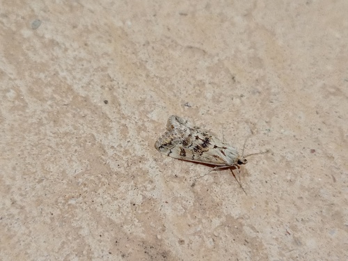 Cornifrons ulceratalis photo 3