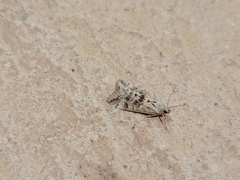 Cornifrons ulceratalis