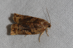 Archips oporana