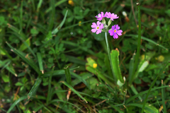 Primula farinosa