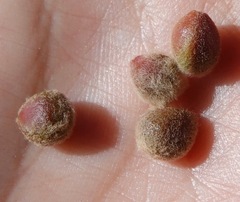 Callirhytis piperoides