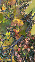 Rhododendron viscosum