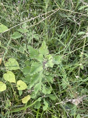 Mesosphaerum suaveolens