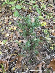 Juniperus communis