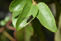 Allograpta hortensis