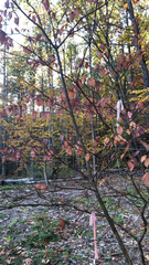Cornus alternifolia