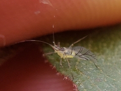 Euceraphis