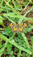 Phyciodes phaon phaon