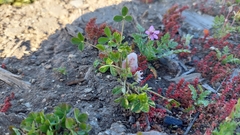 Trifolium tomentosum