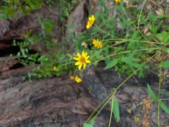 Helianthinae