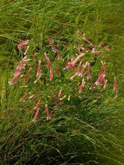 Erica curviflora