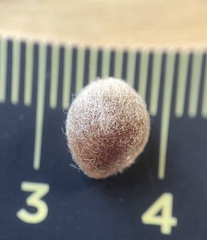 Callirhytis piperoides