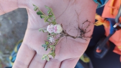 Trifolium tomentosum