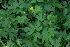 Ranunculus macounii