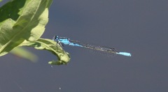 Enallagma aspersum