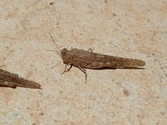 Sphingonotus rubescens