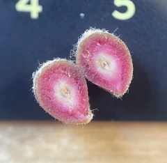 Callirhytis piperoides