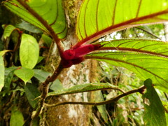 Columnea
