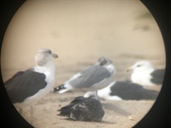 Larus fuscus