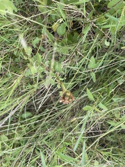 Melochia corchorifolia