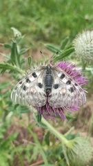 Parnassius apollo