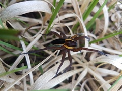 Dolomedes fimbriatus
