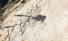 Phanogomphus