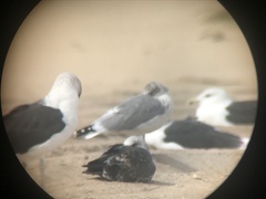 Larus fuscus
