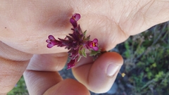 Parentucellia latifolia