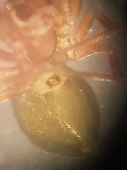 Thyreosthenius biovatus