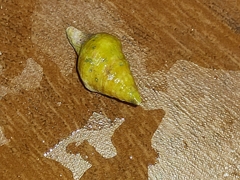 Gastropoda