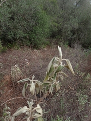 Phlomis purpurea