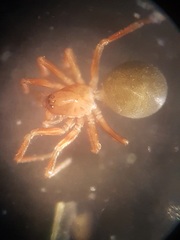 Thyreosthenius biovatus