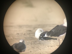Larus fuscus