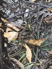 Thamnophis saurita septentrionalis