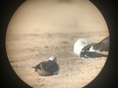 Larus fuscus