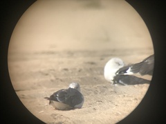 Larus fuscus