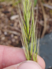 Festuca bromoides