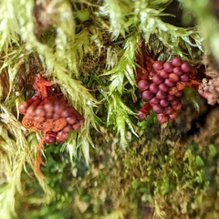 Metatrichia vesparium