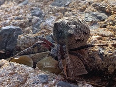 Araneus saevus