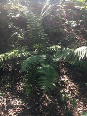 Osmundastrum cinnamomeum