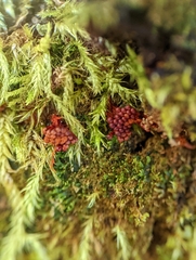 Metatrichia vesparium