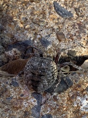 Araneus saevus