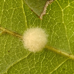 Druon quercuslanigerum