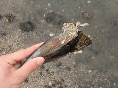 Atrina zelandica
