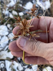 Cyperus oxylepis